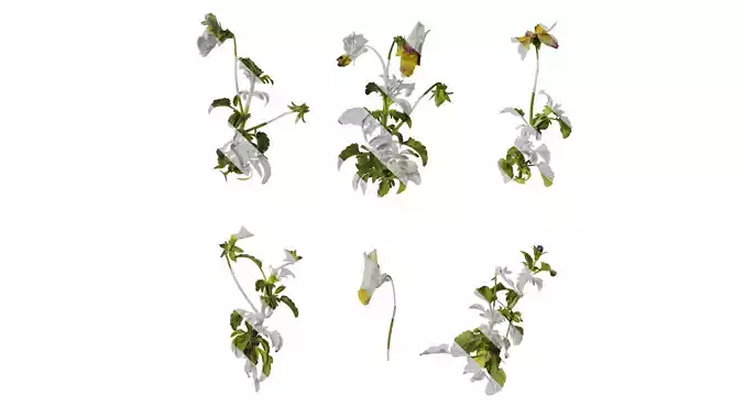 Anydrafts Viola cornuta Atlas 14