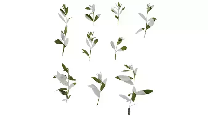 Anydrafts Olea europaea Atlas 06