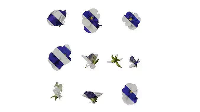 Anydrafts Viola cornuta Flower 02