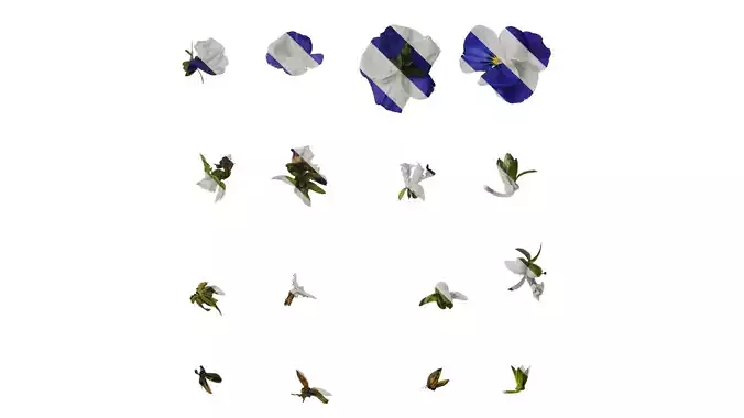 Anydrafts Viola cornuta Flower 04