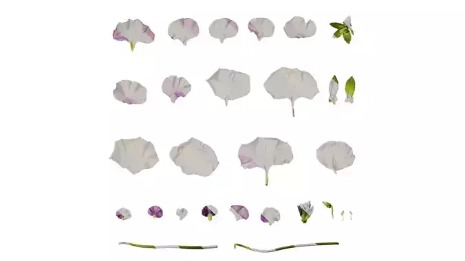 Anydrafts Viola cornuta Flower 06 Texture