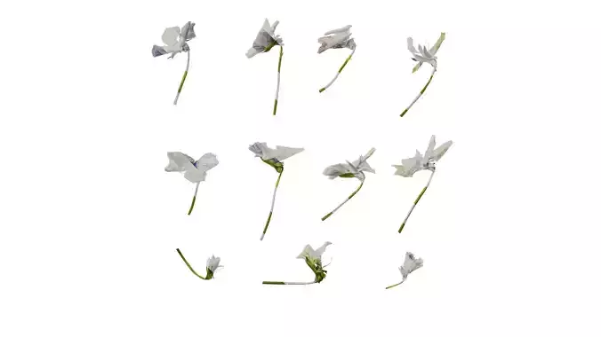 Anydrafts Viola cornuta Flower 07