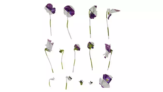 Anydrafts Viola cornuta Flower 08