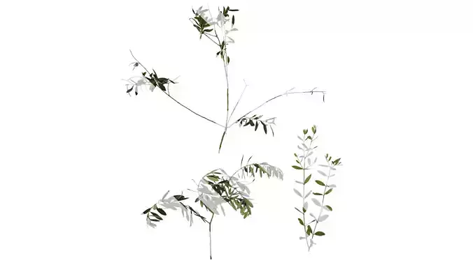 Anydrafts Olea europaea Atlas 08