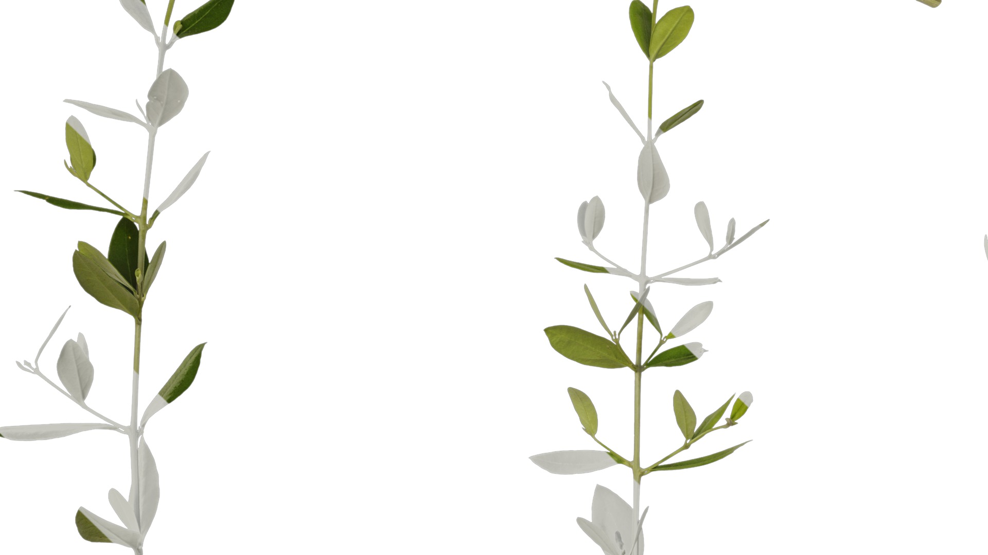 Anydrafts Olea europaea Atlas 09 Texture_3