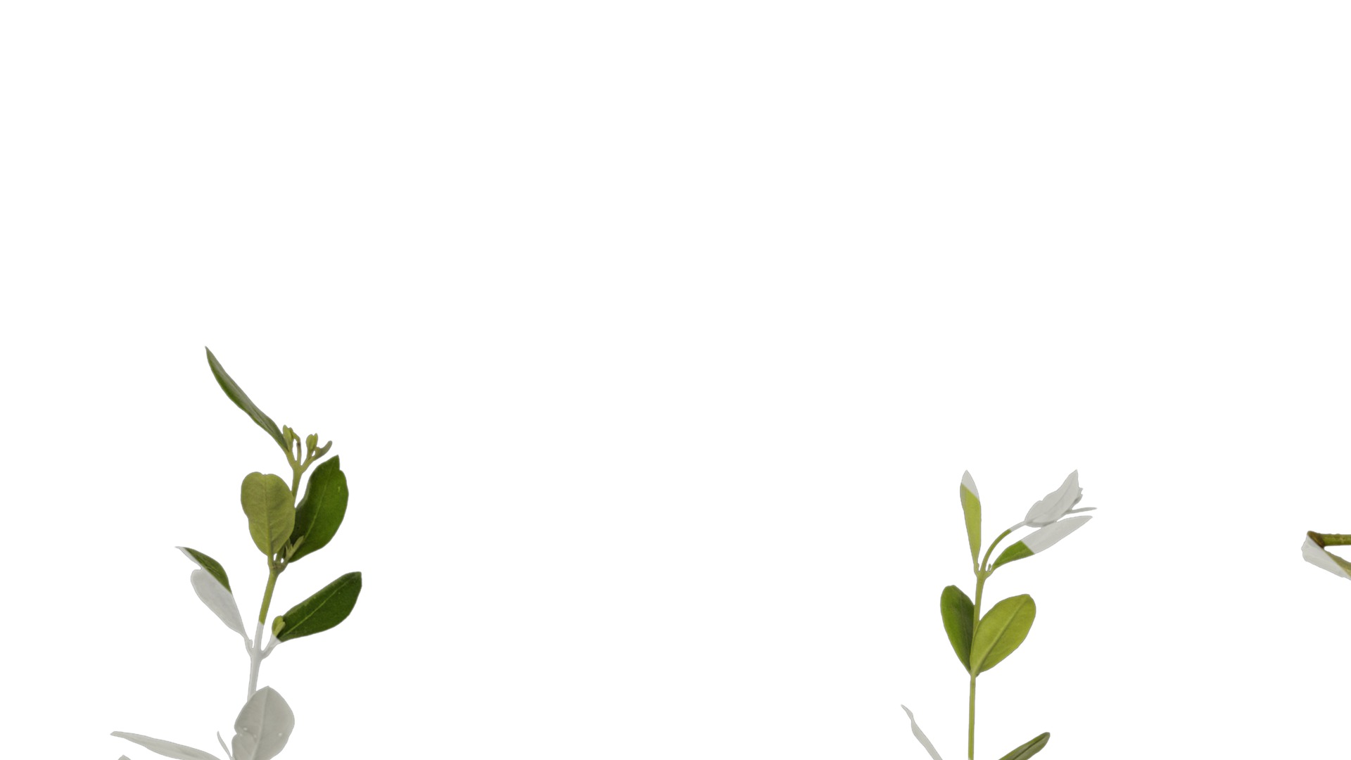 Anydrafts Olea europaea Atlas 09 Texture_1