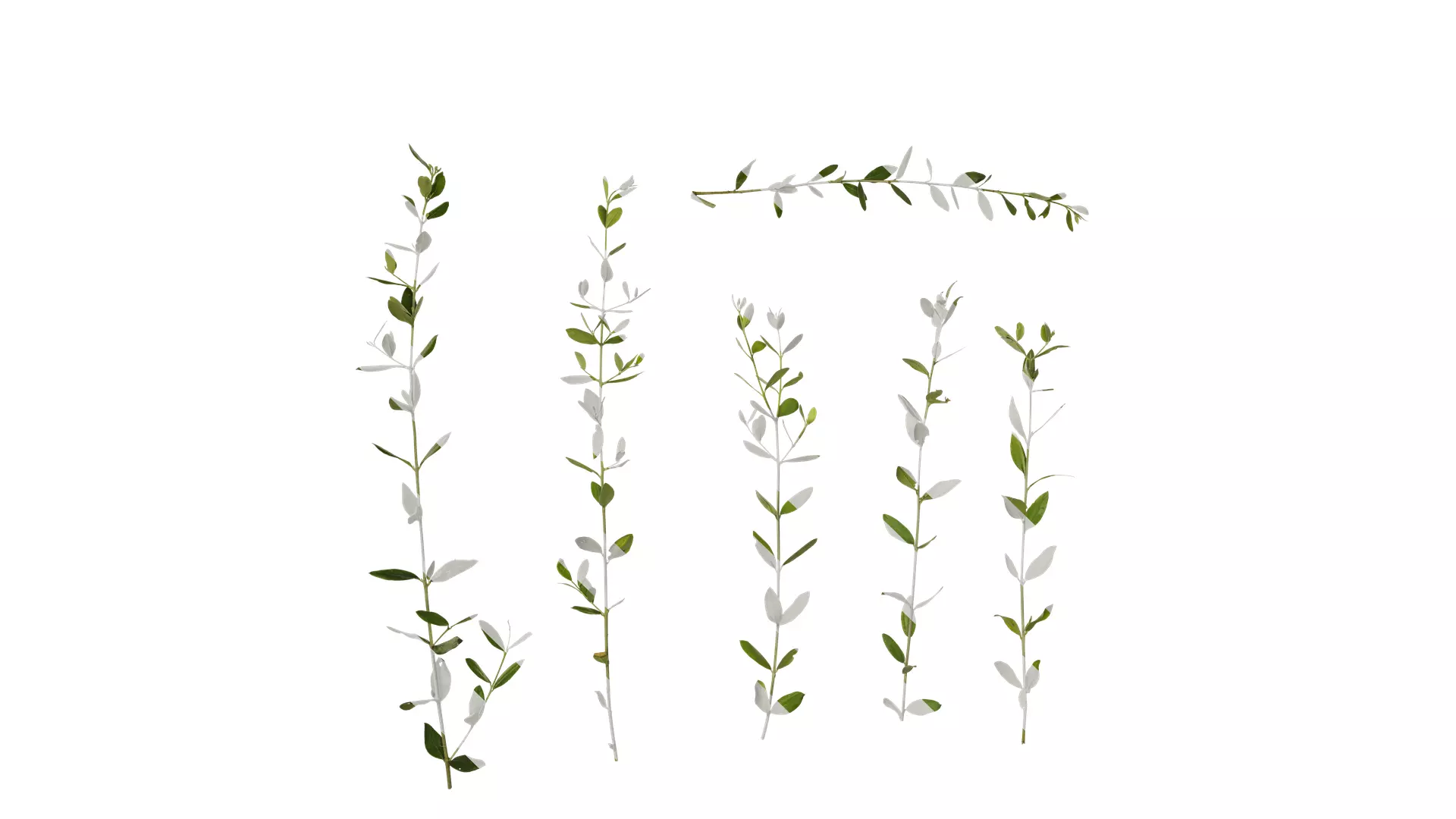 Anydrafts Olea europaea Atlas 09 Texture_0