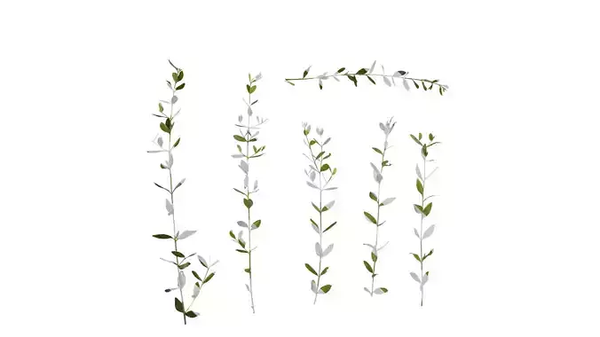 Anydrafts Olea europaea Atlas 09