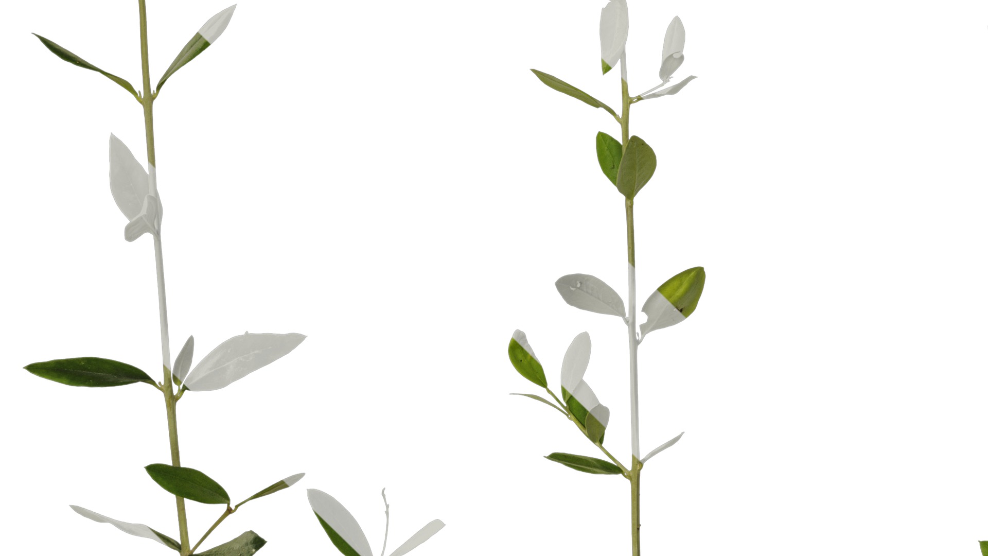 Anydrafts Olea europaea Atlas 09 Texture_5