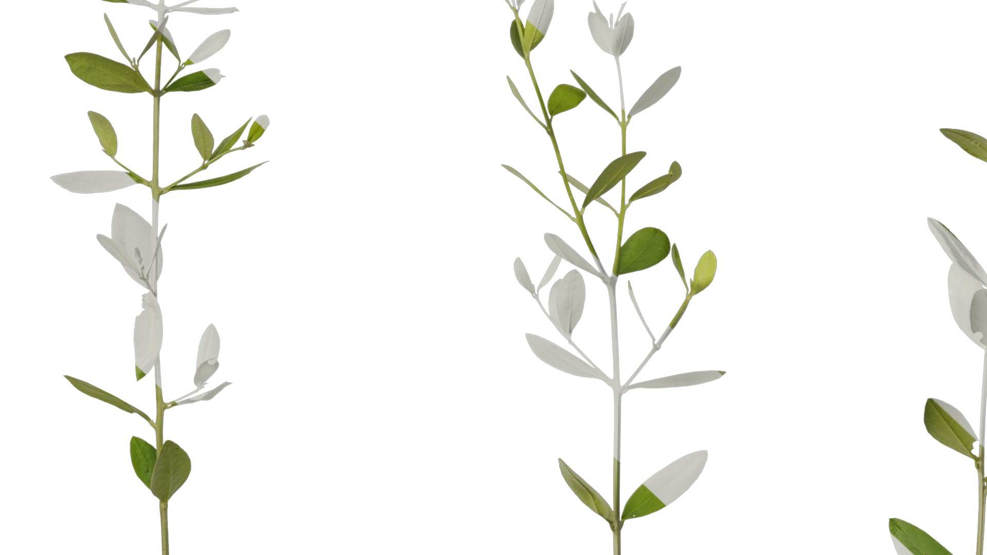 Anydrafts Olea europaea Atlas 09 Texture_7