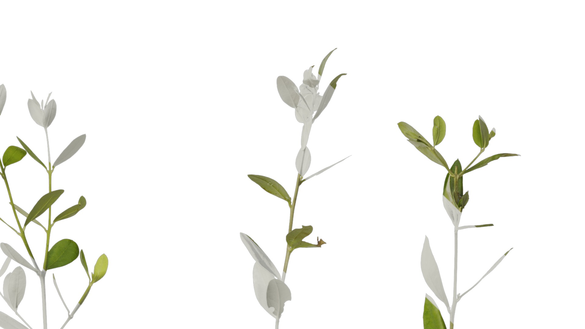 Anydrafts Olea europaea Atlas 09 Texture_4