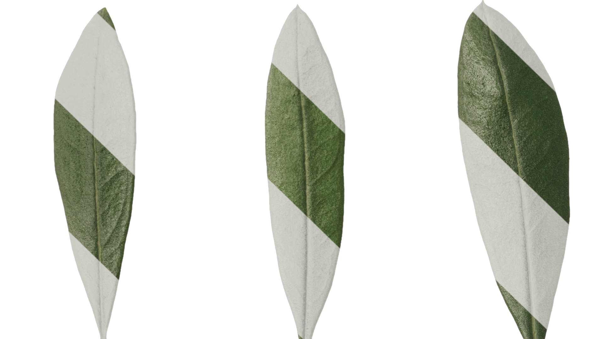 Anydrafts Olea europaea Atlas 10 F Texture_1