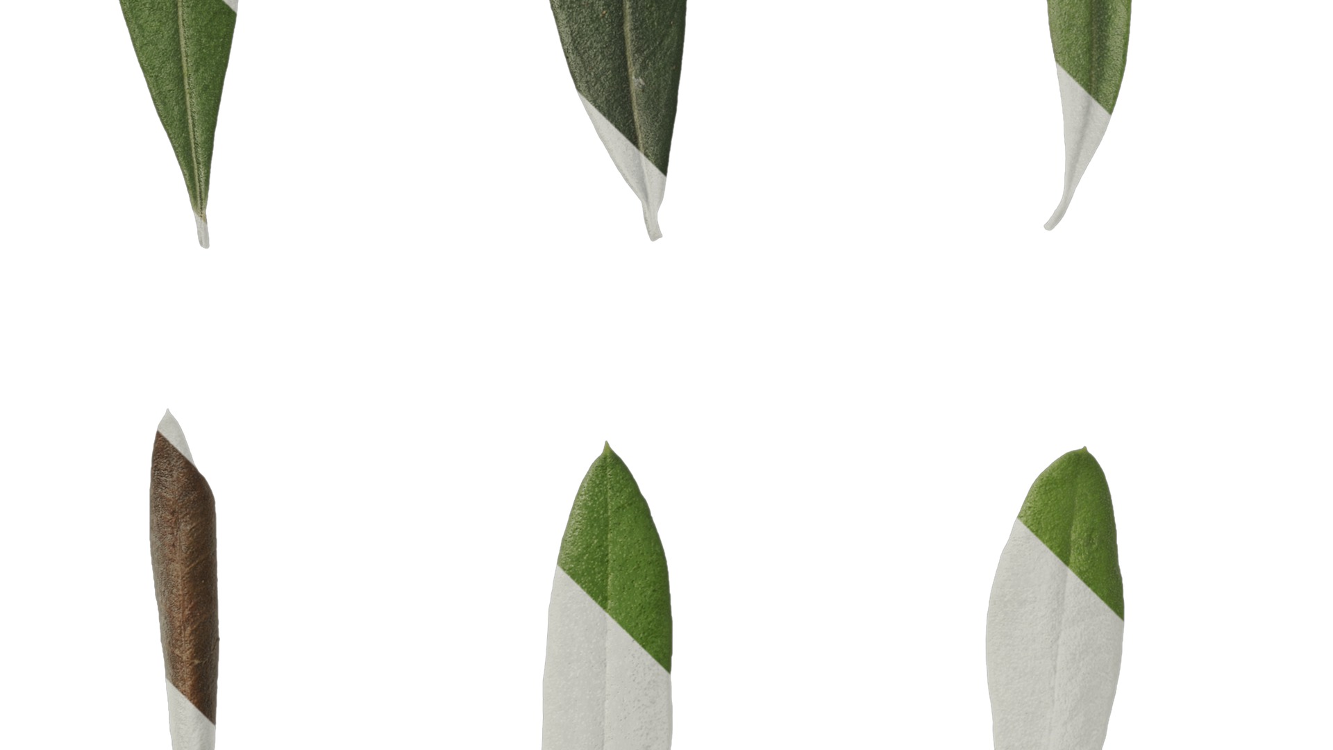 Anydrafts Olea europaea Atlas 10 F Texture_5