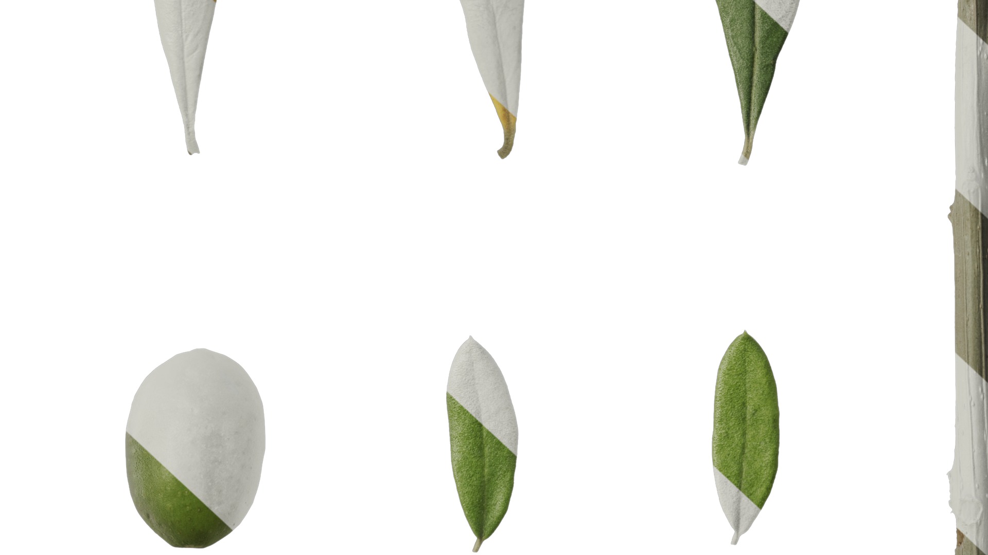 Anydrafts Olea europaea Atlas 10 F Texture_6