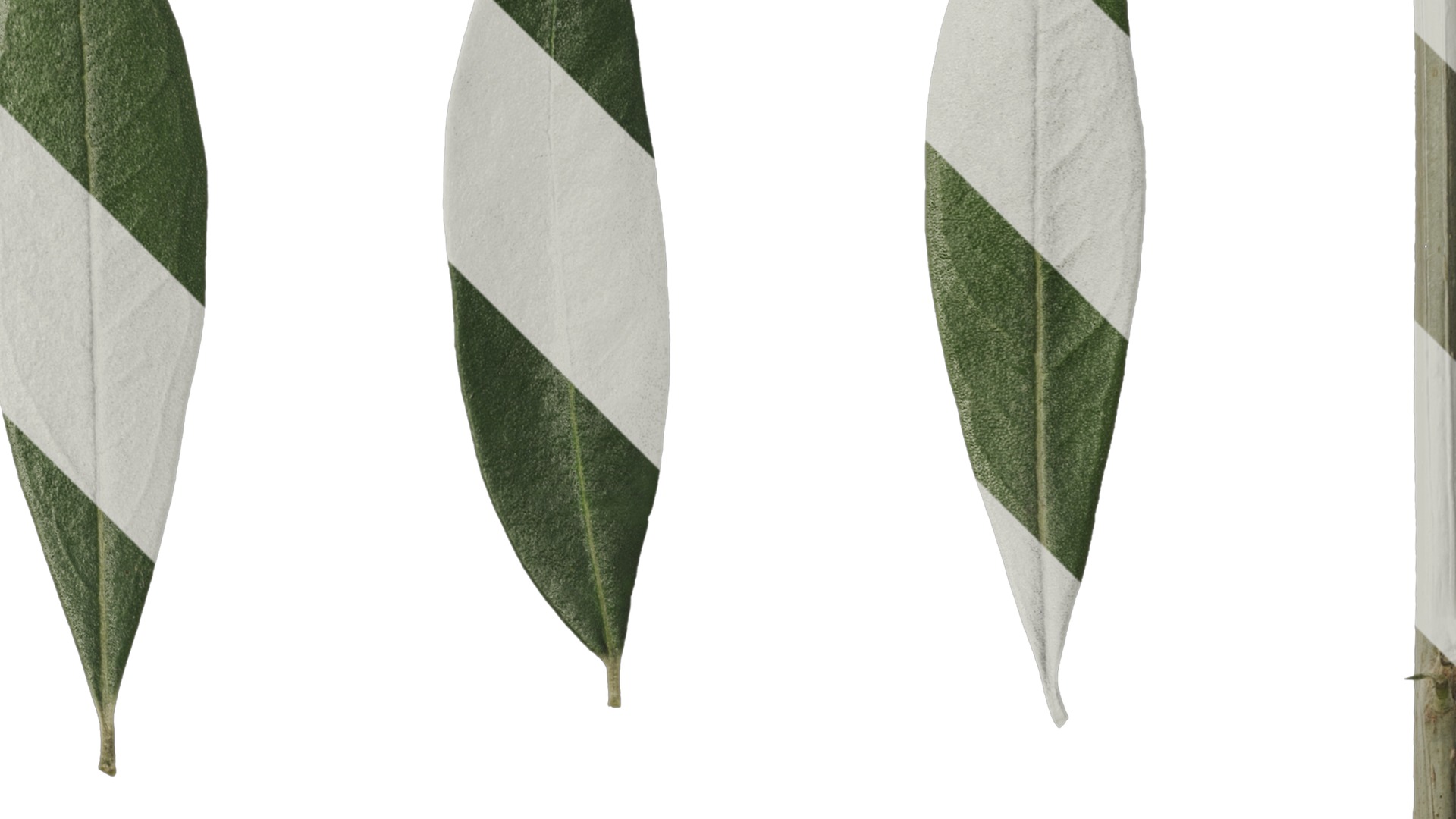 Anydrafts Olea europaea Atlas 10 F Texture_2