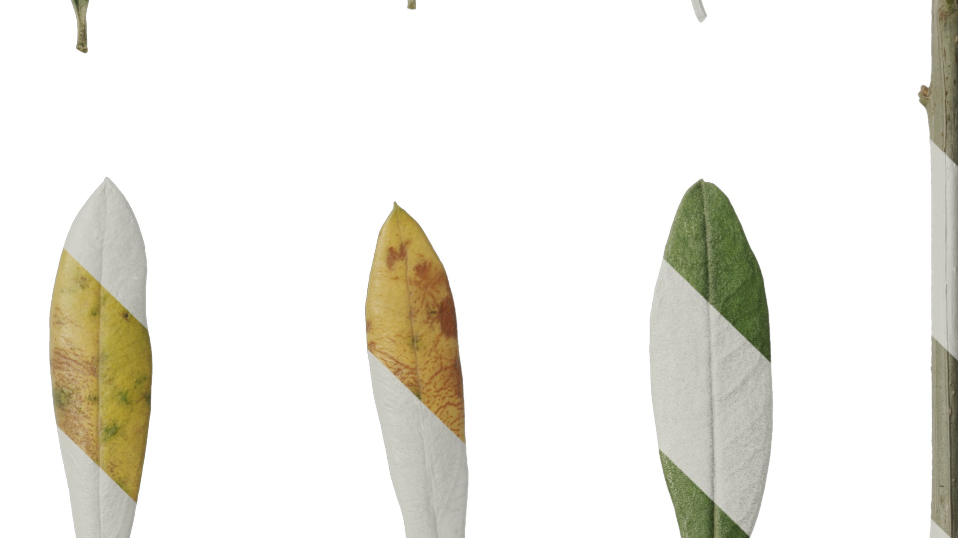 Anydrafts Olea europaea Atlas 10 F Texture_4