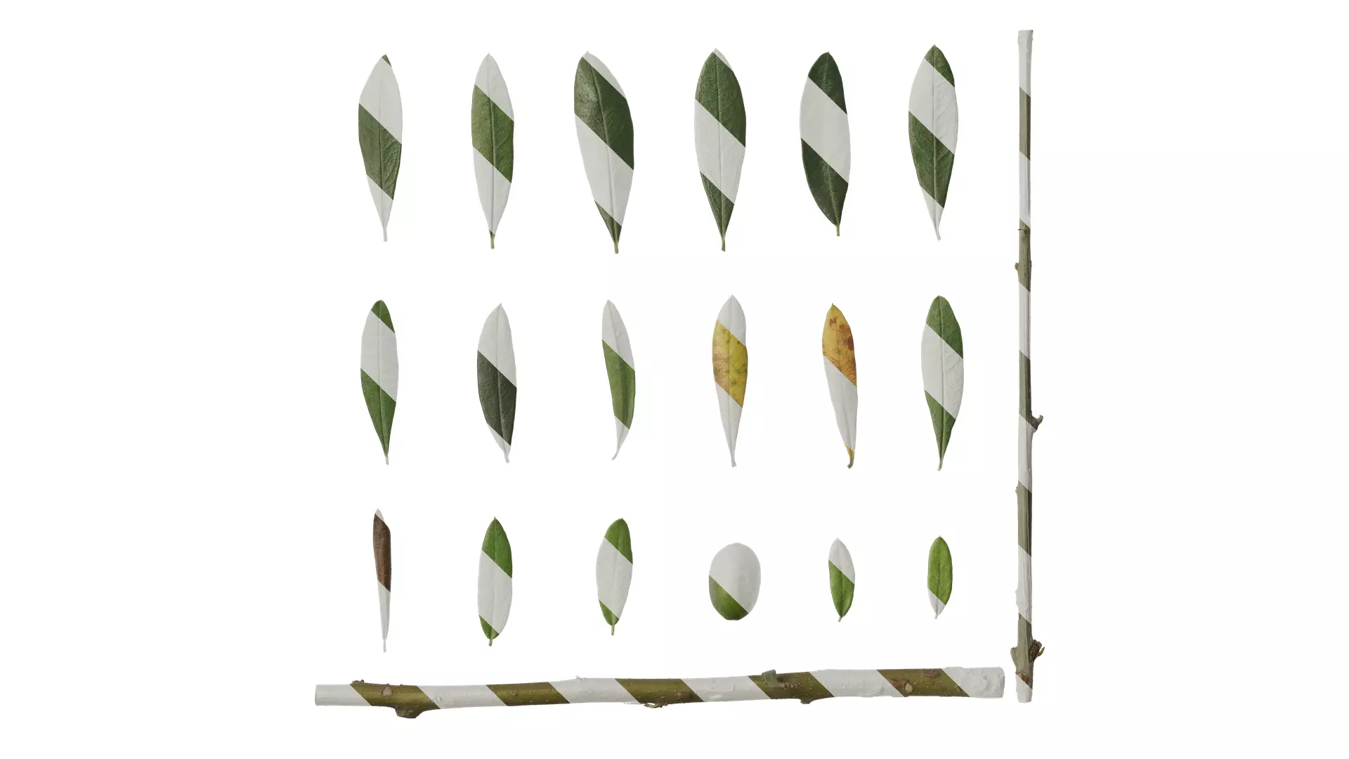 Anydrafts Olea europaea Atlas 10 F Texture_0