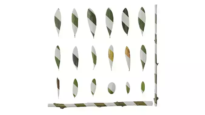 Anydrafts Olea europaea Atlas 10 F