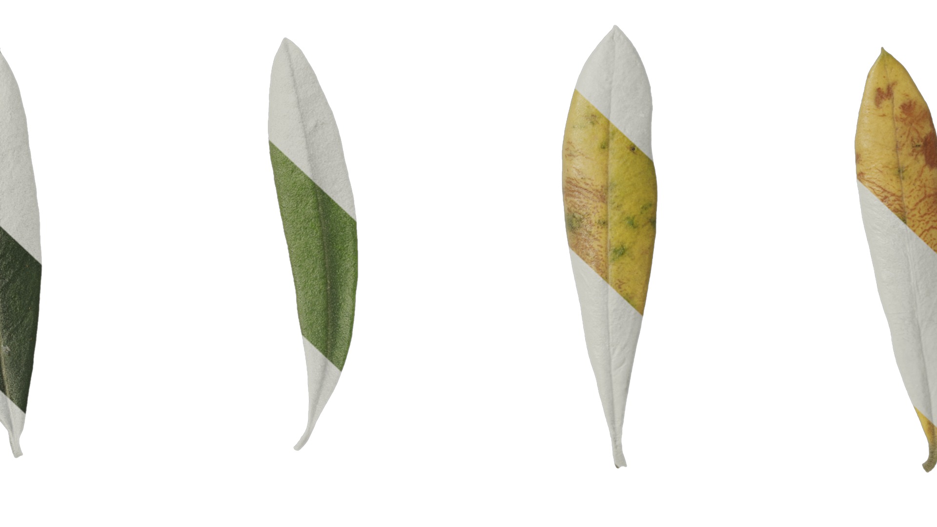 Anydrafts Olea europaea Atlas 10 F Texture_7