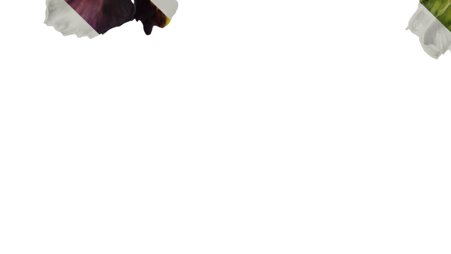 Anydrafts Viola cornuta Flower 09 Texture_3