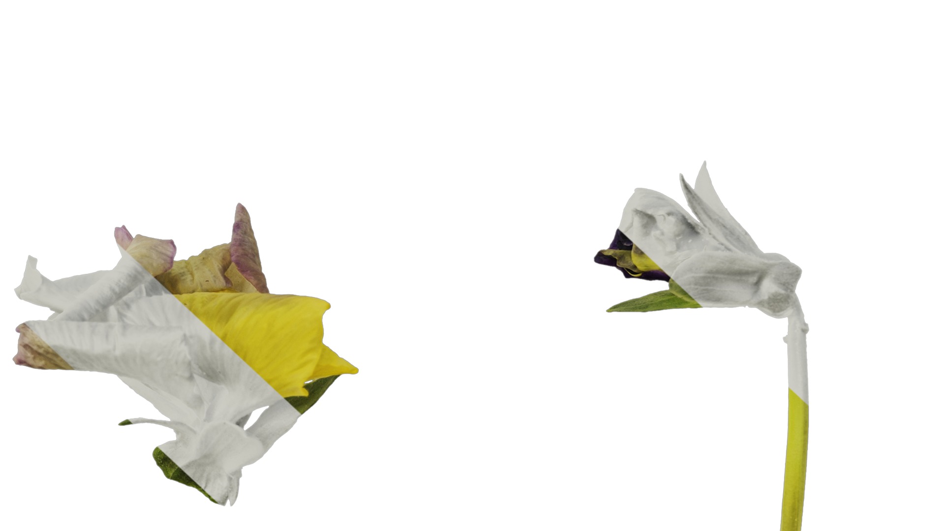 Anydrafts Viola cornuta Flower 09 Texture_6