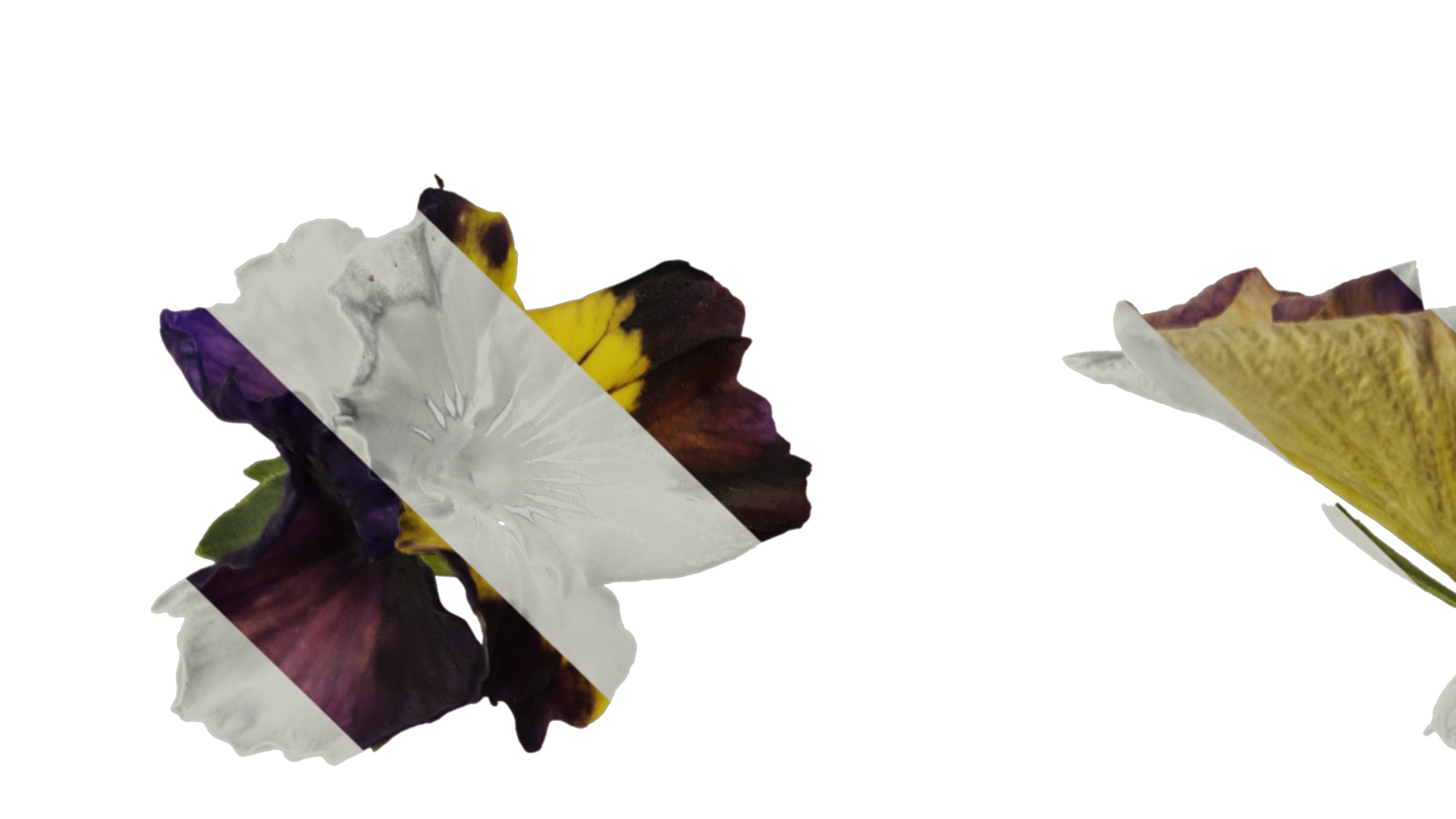 Anydrafts Viola cornuta Flower 09 Texture_1