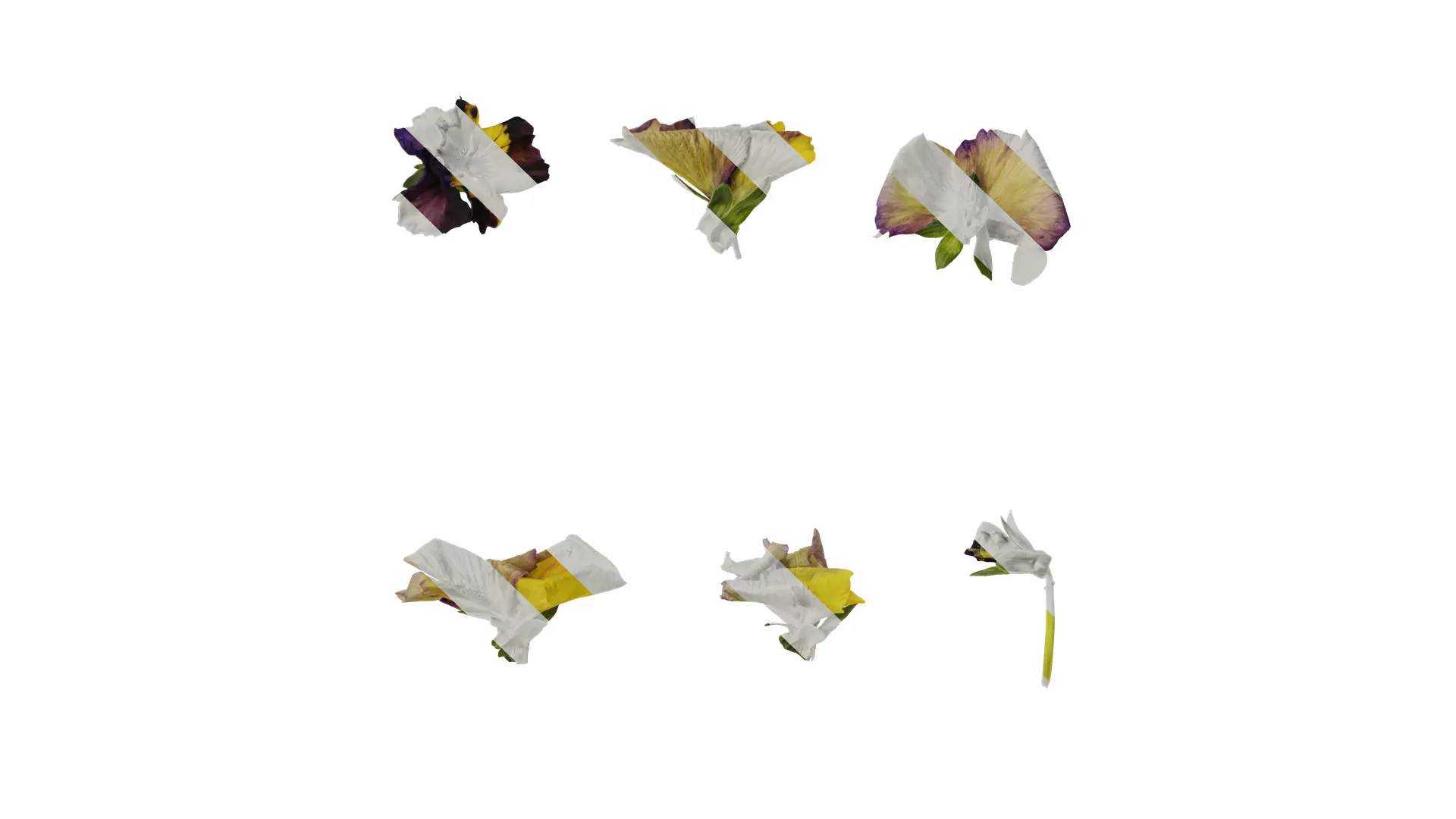 Anydrafts Viola cornuta Flower 09 Texture_0