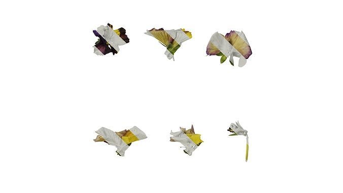 Anydrafts Viola cornuta Flower 09 Texture