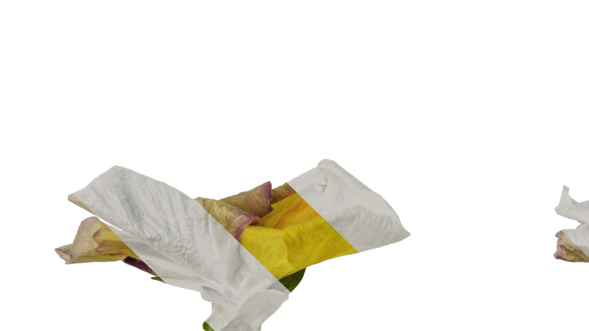 Anydrafts Viola cornuta Flower 09 Texture_5