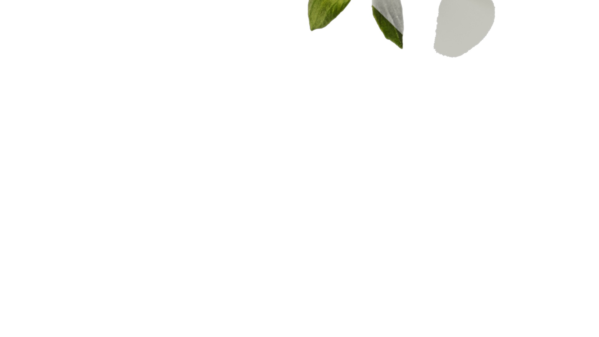 Anydrafts Viola cornuta Flower 09 Texture_4