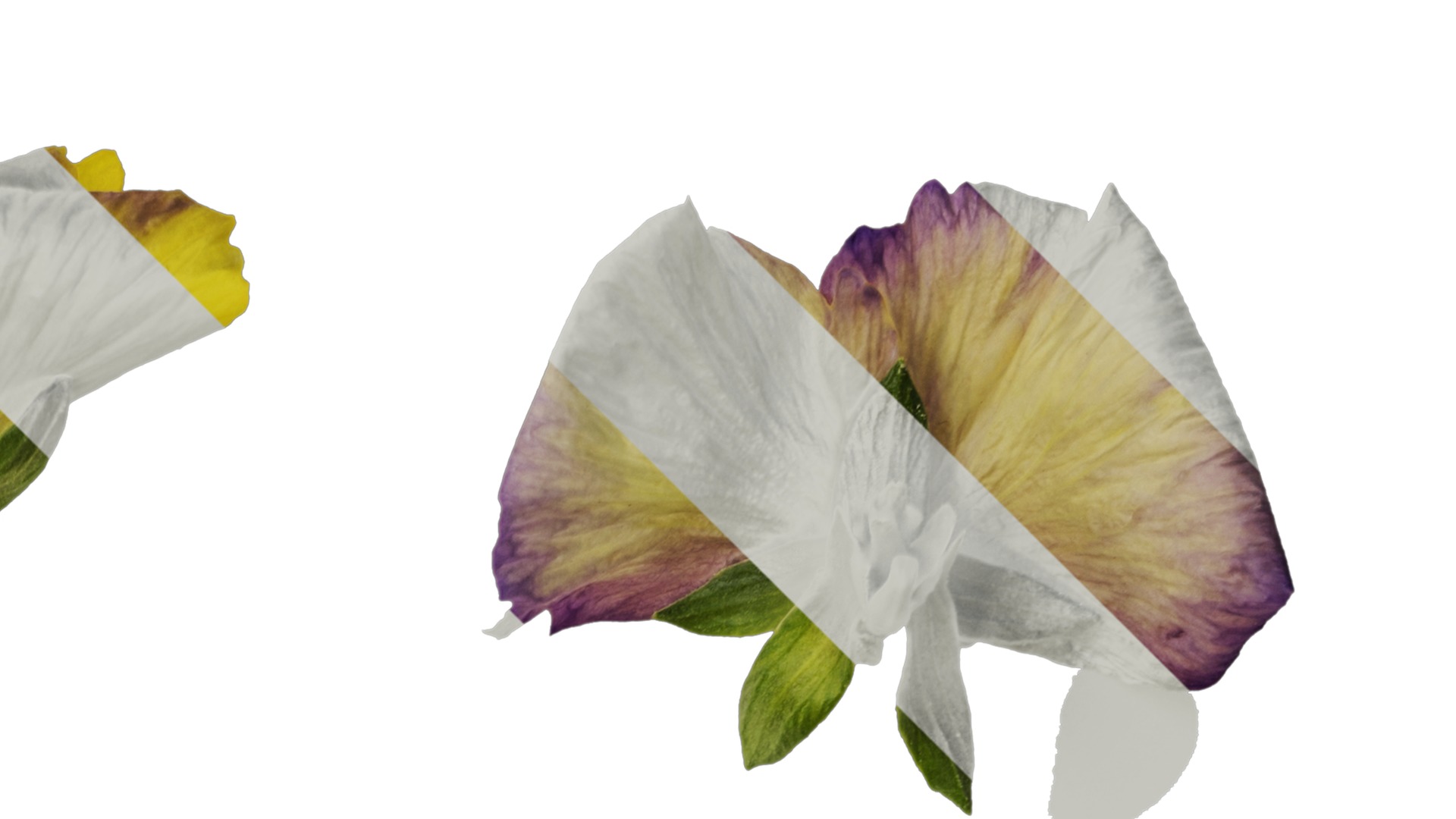 Anydrafts Viola cornuta Flower 09 Texture_2