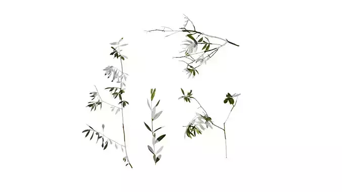 Anydrafts Olea europaea Atlas 11