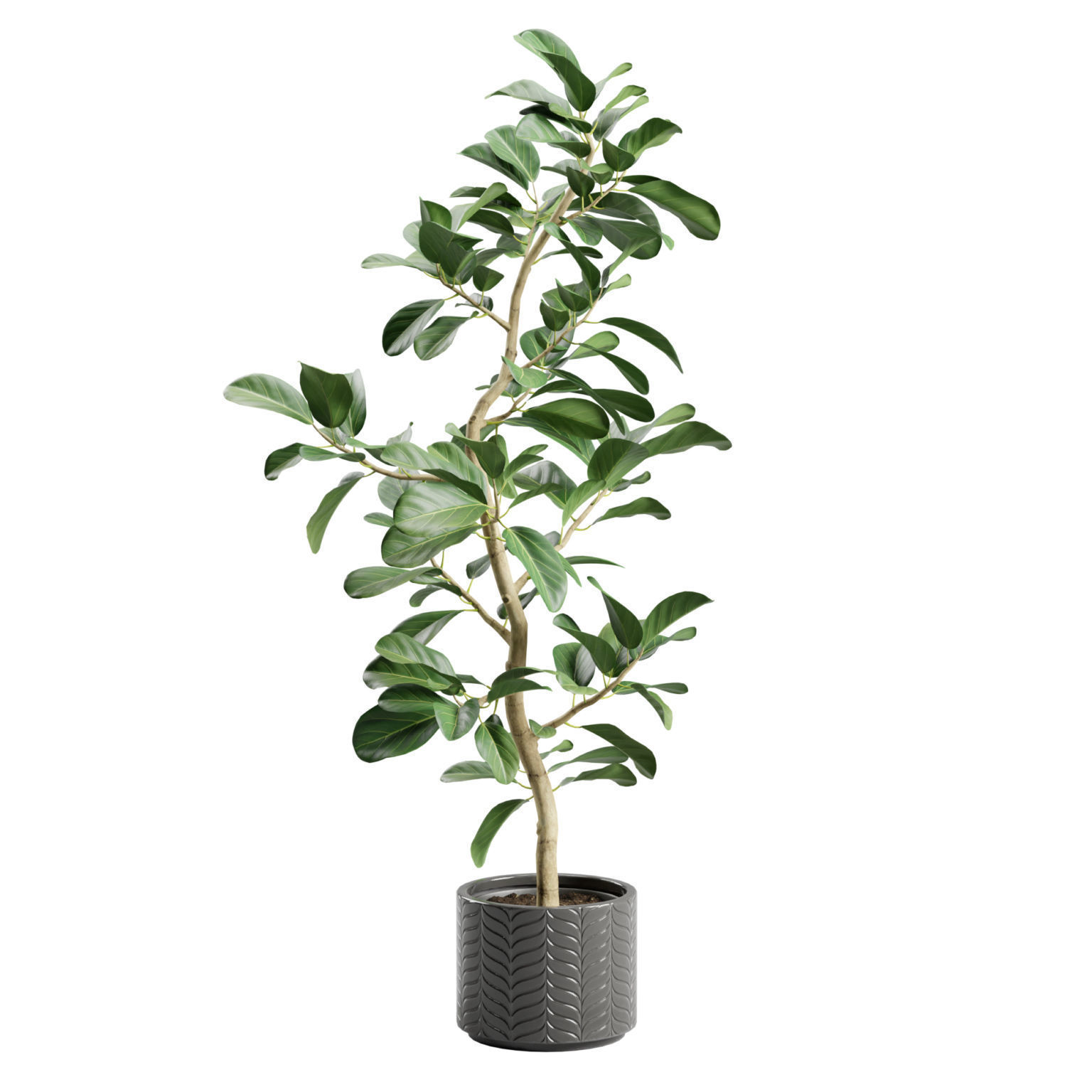 Potted Plant Ficus Audrey 3D model_2