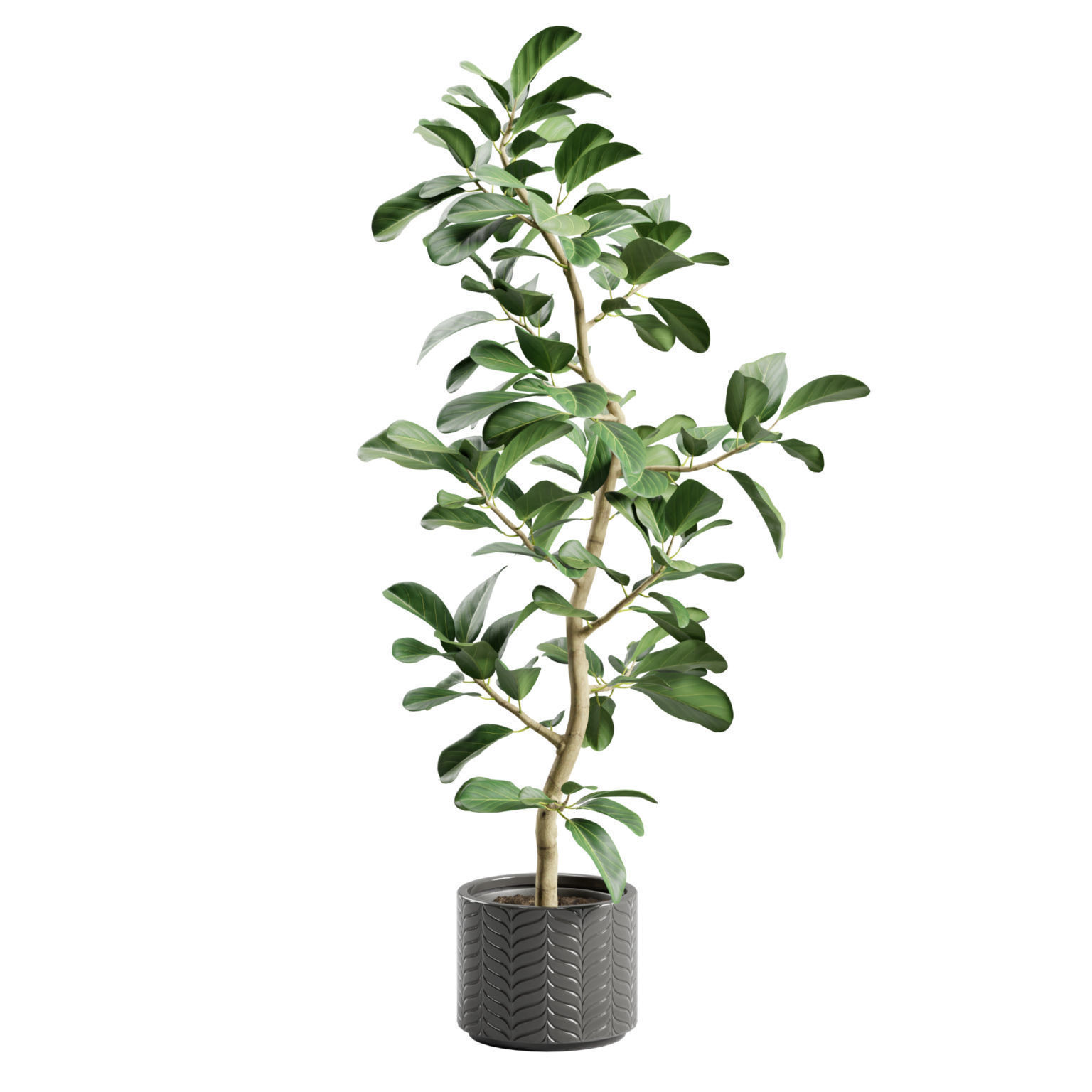 Potted Plant Ficus Audrey 3D model_7