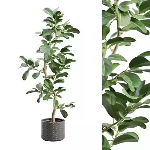 Potted Plant Ficus Audrey 3D model