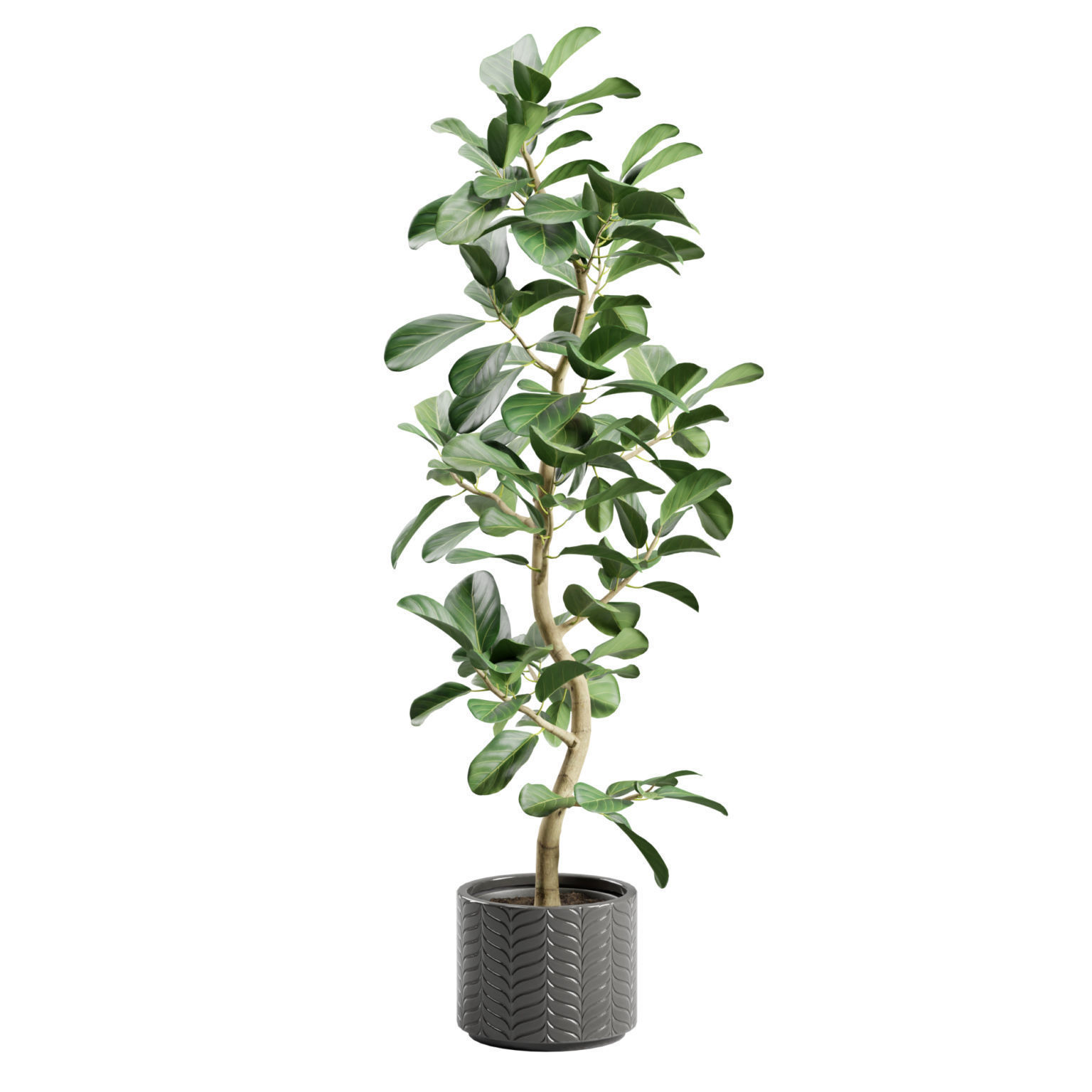 Potted Plant Ficus Audrey 3D model_4