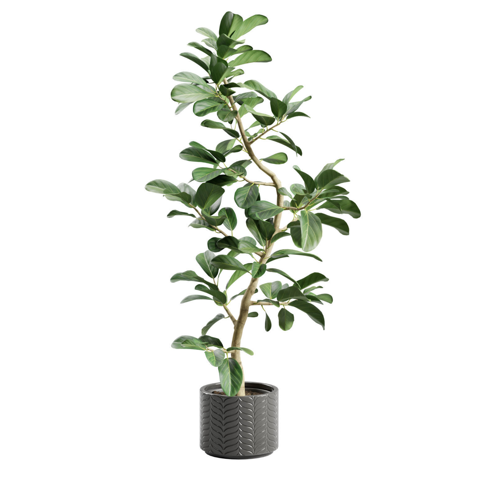 Potted Plant Ficus Audrey 3D model_6