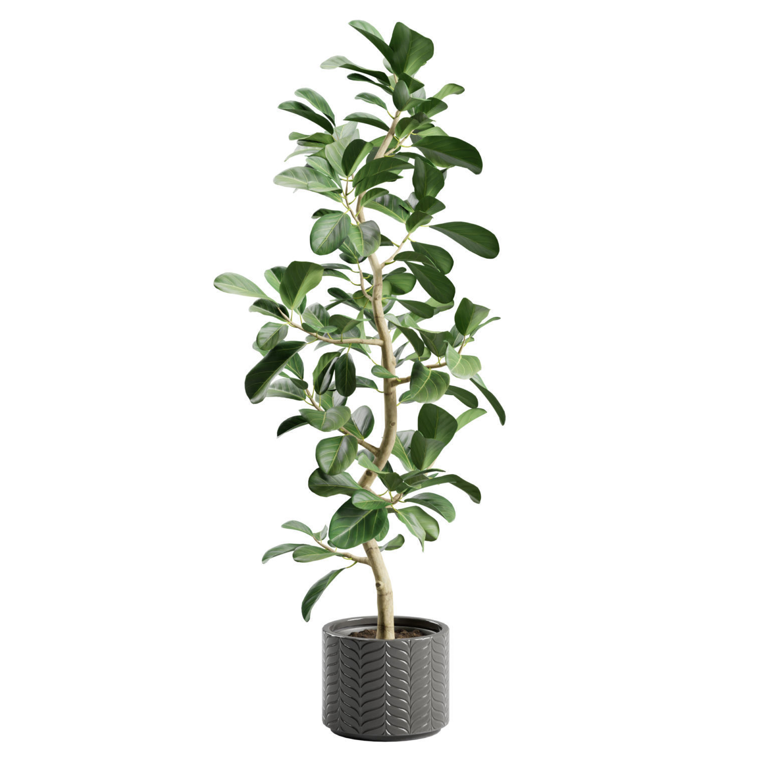 Potted Plant Ficus Audrey 3D model_3
