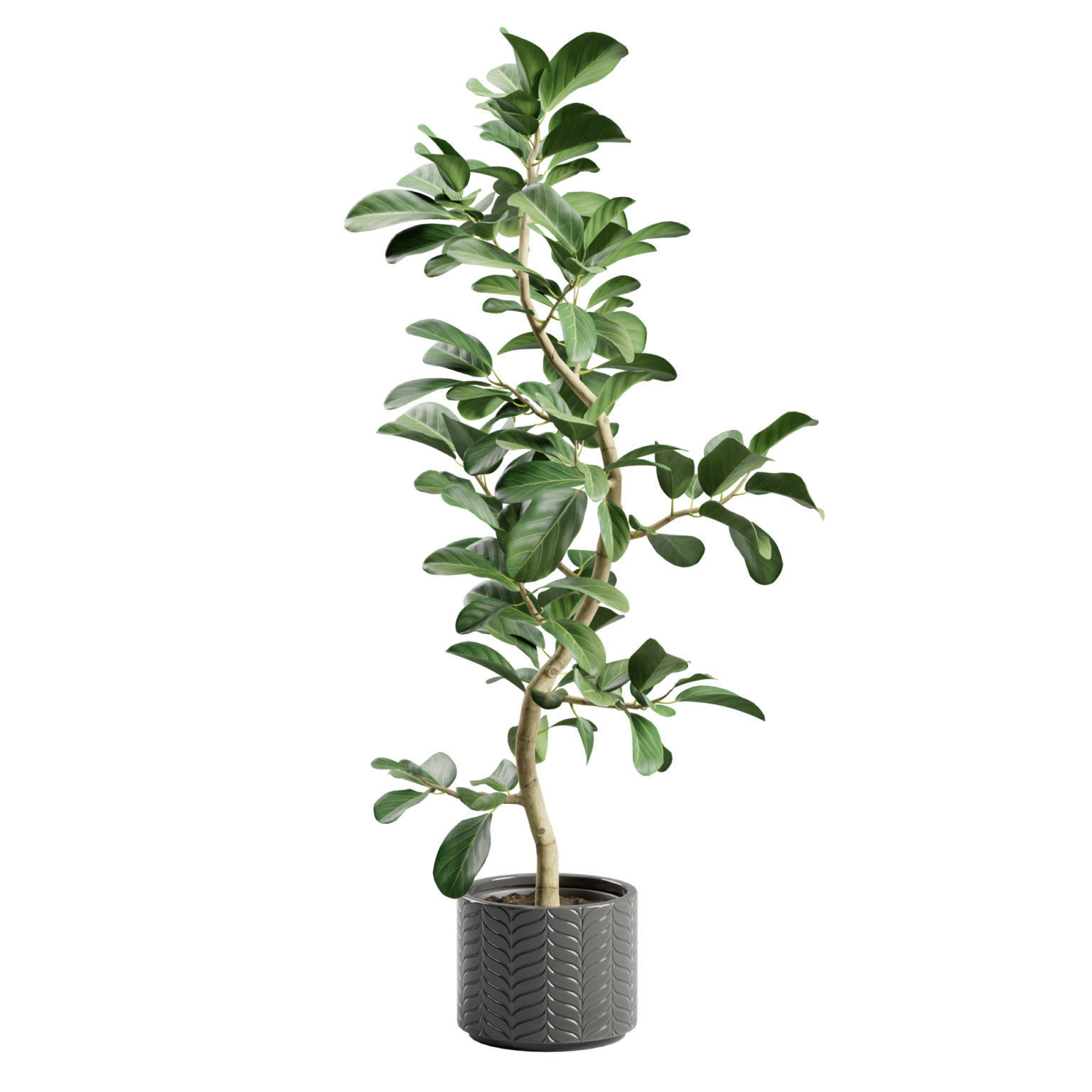 Potted Plant Ficus Audrey 3D model_5