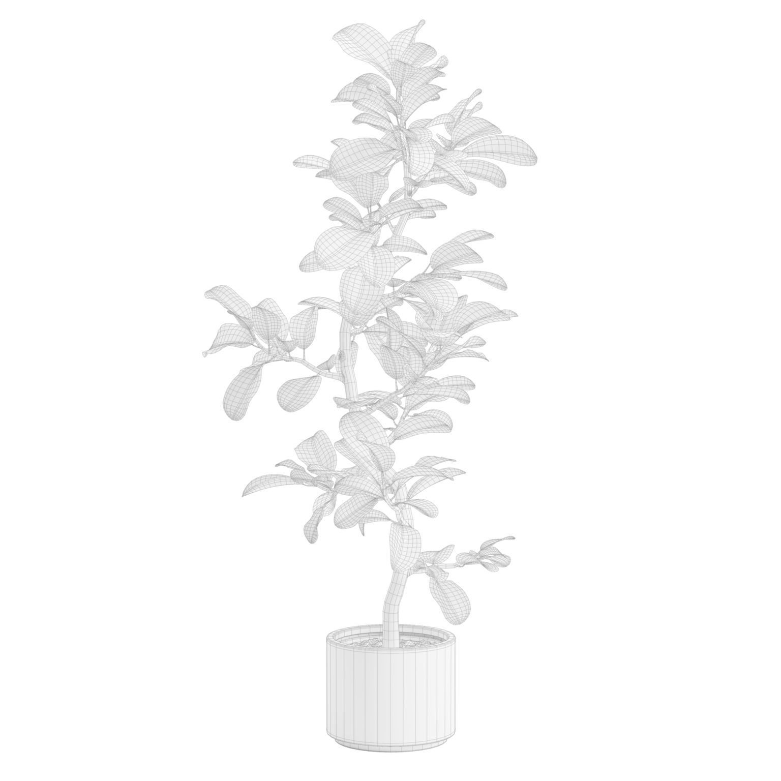 Potted Plant Ficus Audrey 3D model_8