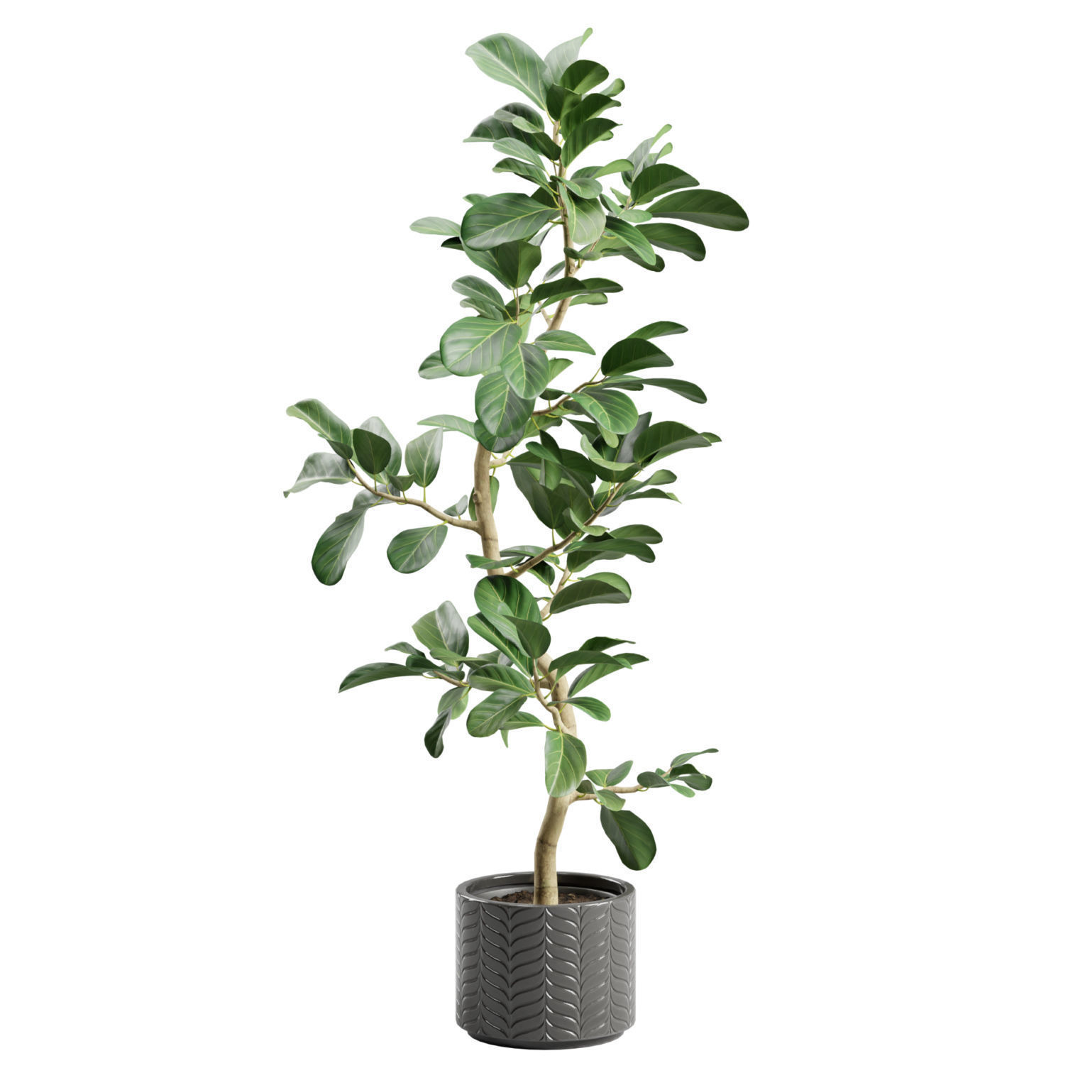 Potted Plant Ficus Audrey 3D model_1