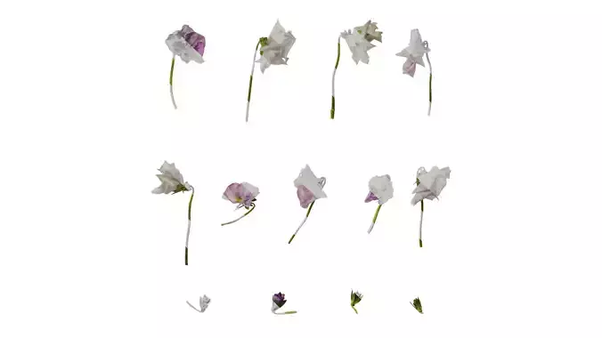 Anydrafts Viola cornuta Flower 10