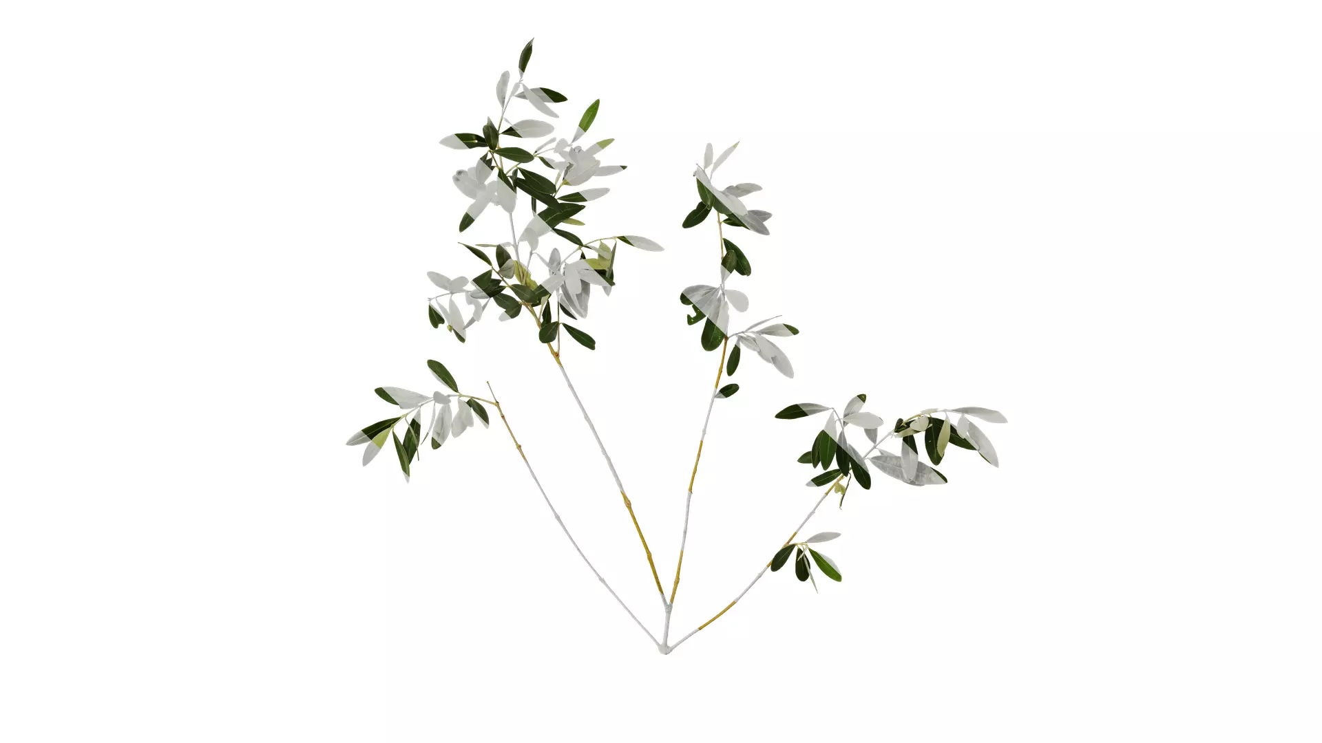 Anydrafts Olea europaea Atlas 12 Texture