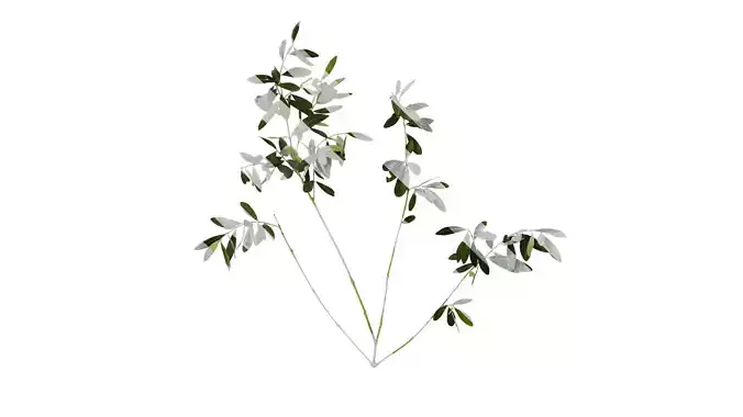 Anydrafts Olea europaea Atlas 12