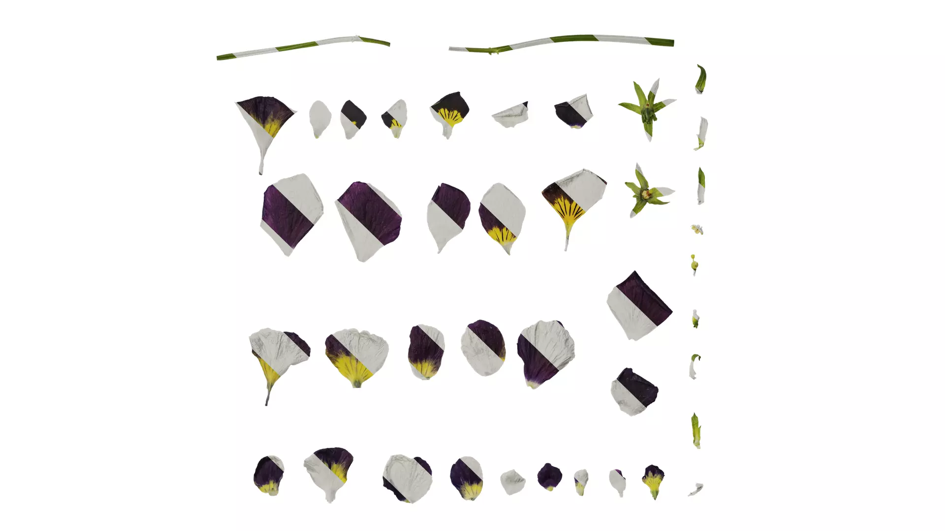 Anydrafts Viola cornuta Flower 12 Texture_0