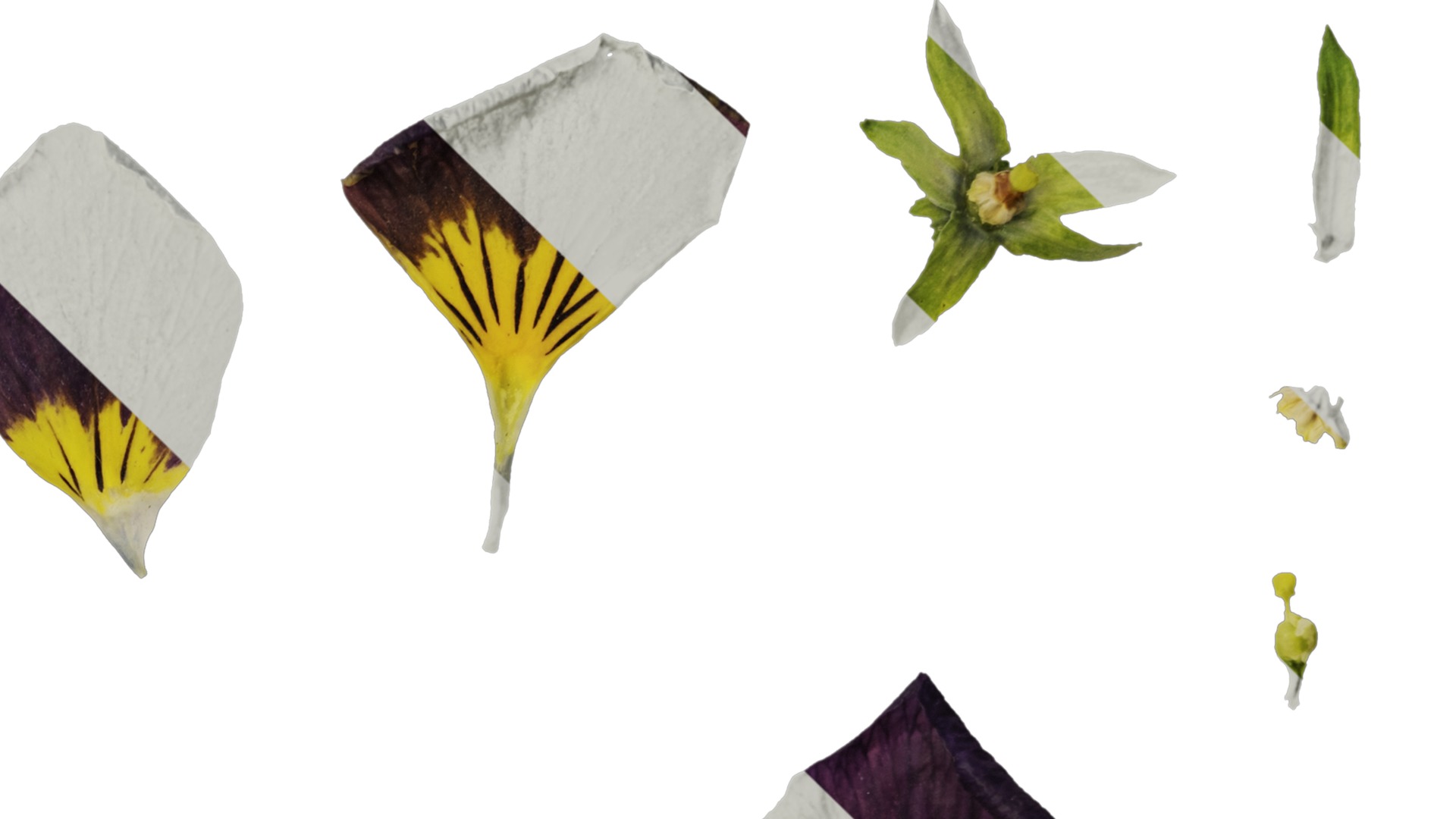 Anydrafts Viola cornuta Flower 12 Texture_4