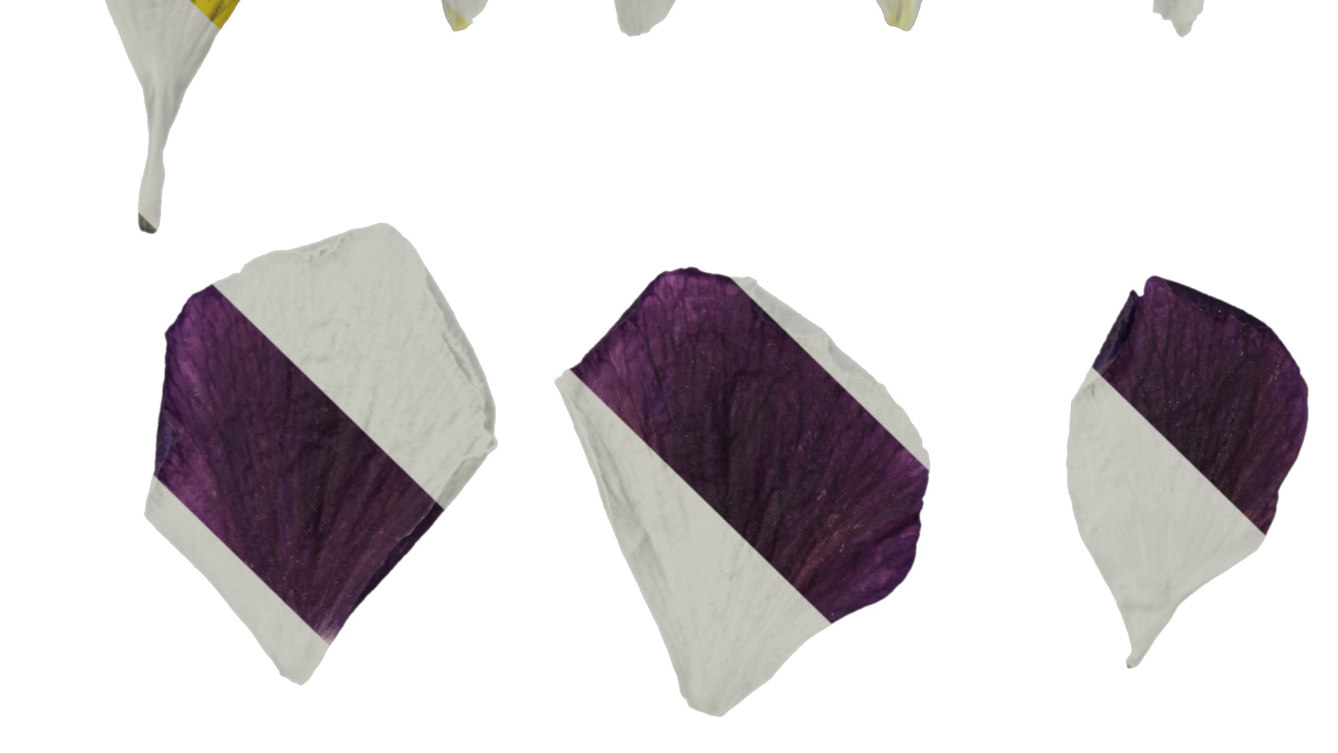 Anydrafts Viola cornuta Flower 12 Texture_3