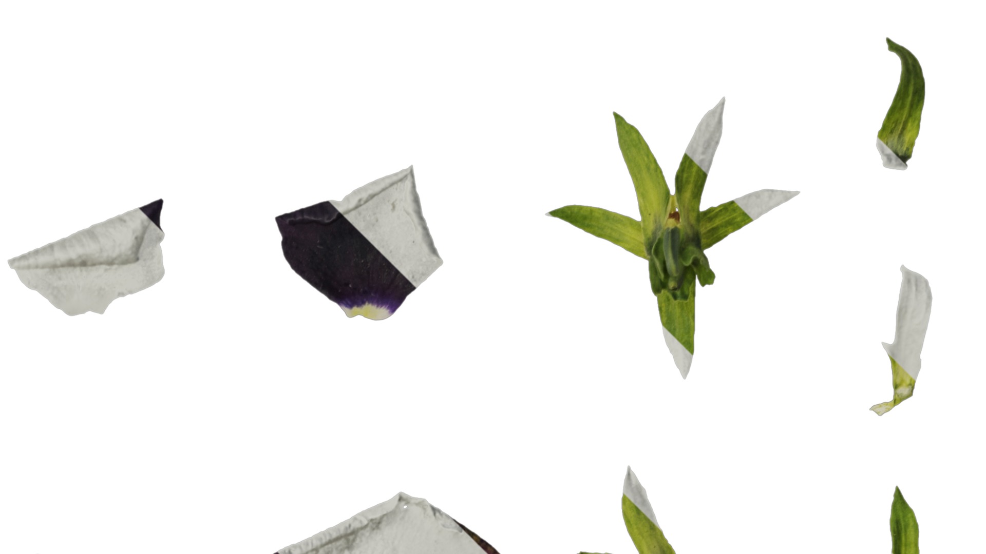 Anydrafts Viola cornuta Flower 12 Texture_2