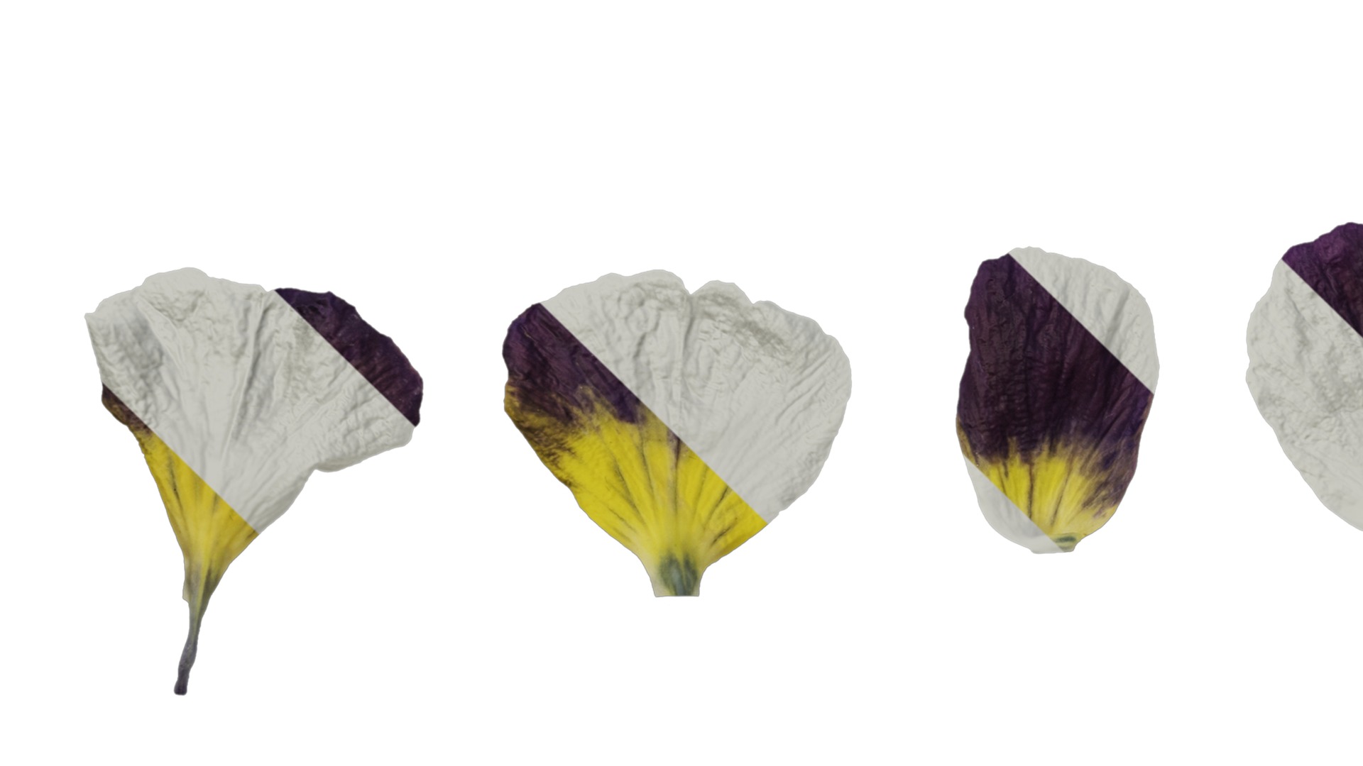 Anydrafts Viola cornuta Flower 12 Texture_5