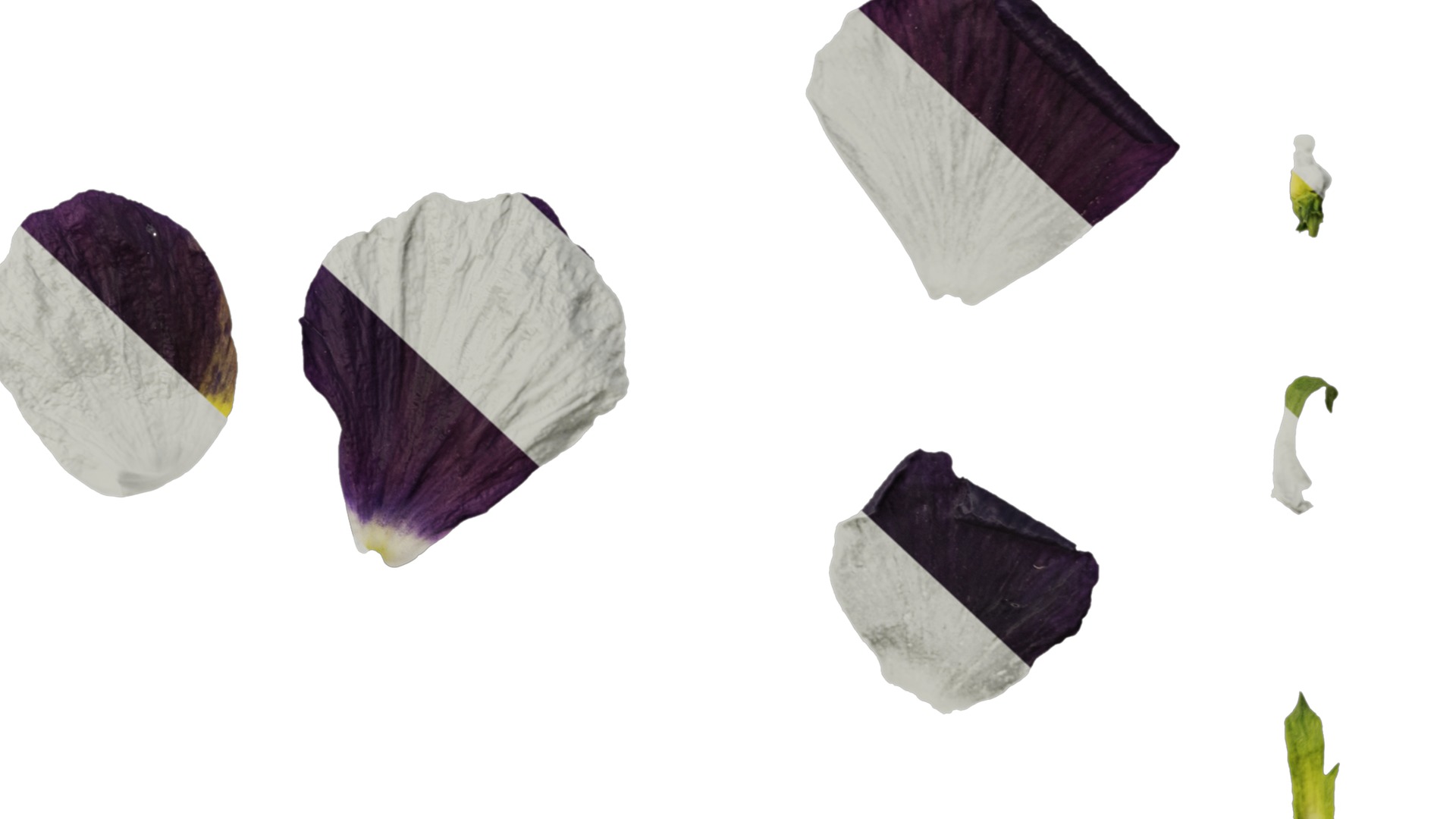 Anydrafts Viola cornuta Flower 12 Texture_6